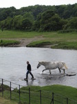 SX06892 Man in wellies walking white horse over stepping stones by Ogmore Castle.jpg